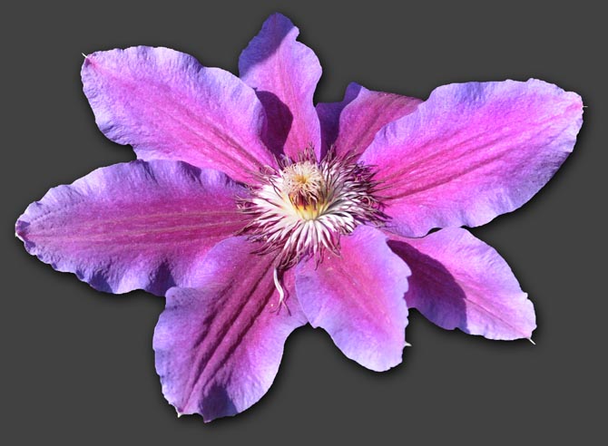 Ursels Clematis-Seite